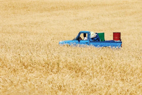 خرید بیش از ۴۴ هزار تن گندم در مهاباد