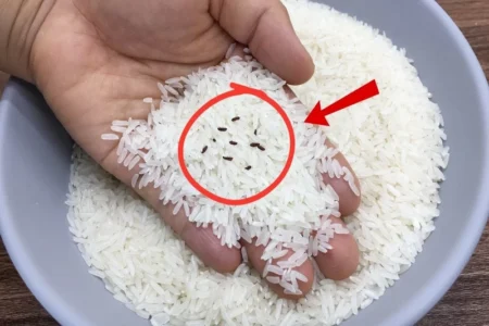 چگونه حشرات داخل برنج را از بین ببریم؟