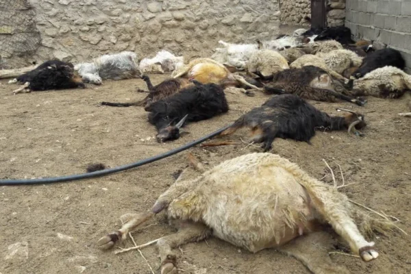 گورگەکان لە دەرەشەهر ١٢ مەڕوماڵاتیان دڕاند
