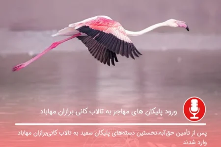 ورود پلیکان‌ های مهاجر به تالاب کانی برازان مهاباد